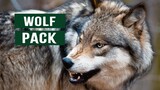 Wolf hunting documentary national geographic