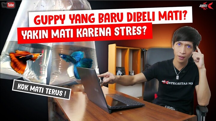 PENYEBAB GUPPY YANG BARU DIBELI MATI DALAM BEBERAPA HARI