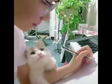 Video Lucu Hewan Kucing Kesetiaan Kitty terhadap Majikan Manusia