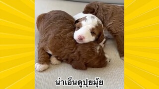 สัตว์เลี้ยงพื่อนขนปุย : น่าเอ็นดูปุยมุ้ย