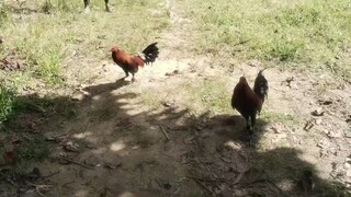 2cock s 28 February 2025