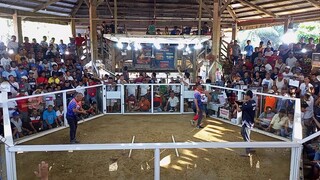 champion 3 cocks derby 300k guaranteed prize (2nd fight )