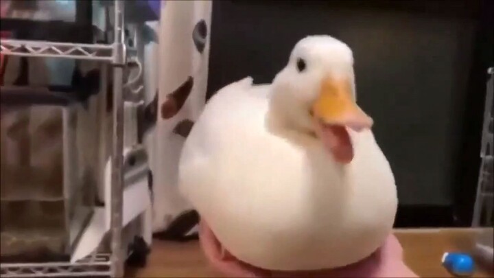 Cute Duck Quack 😊