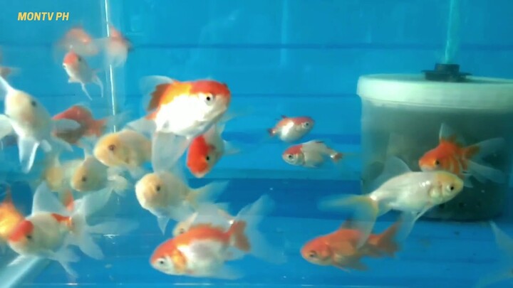 Koi Goldfish Pink Zebra Pingpong Albino Molly Flowerhorn and many more Amazing fish pet Animal video