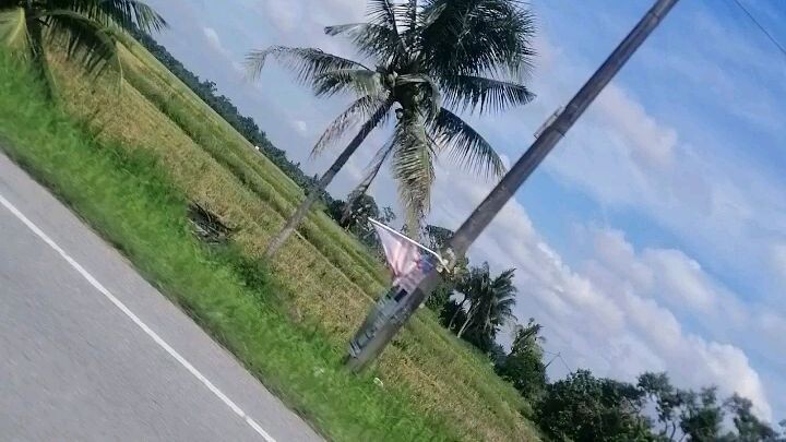 Paddy field at Changkat Lada