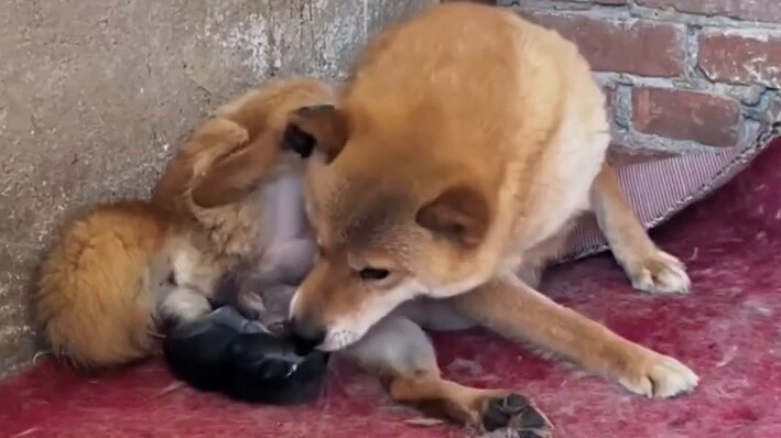 Saat seekor induk anjing melahirkan.