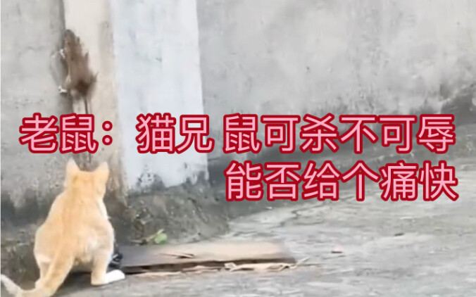 猫：妈，中午不用弄我饭了！鼠：妈，中午不用弄我饭了！