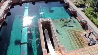 agak laen#zaintemanime #reaction #reactionvideo #lucu #videolucu #fyp #jowo #wongjowo #wisata #pool
