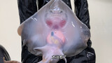 The smile of the boss fish baby when it came out of its shell turned into a cute one for me. It was 