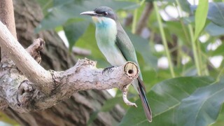 Wild BLUE-THROATED BEE-EATER, Singapore