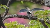 TREESWIFT CHICK Flapping Wings on Fledging Day