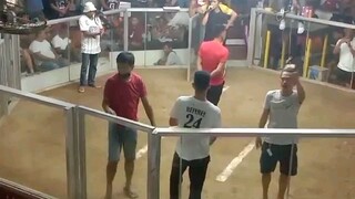 3 stag derby
