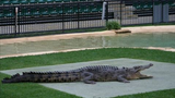 World's Biggest Crocodiles