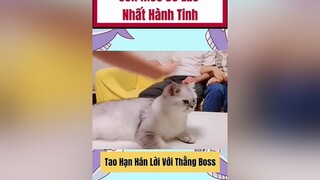 OMG 😱😱😱 xuhuong trending hot tiktok video pet chomeo cat funnyvideos cuoibebung