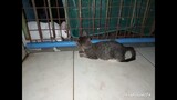 Night Time Play for Kittens, Tiny One Limping.