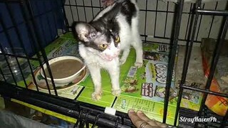 Sick kitten seven days of recovery,,she is more better,,very supportive brother is absent today😆