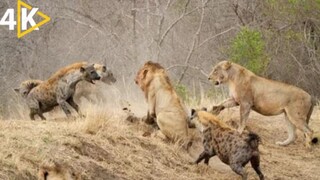 How Lions Hunt Africa's Most Dangerous Prey ｜ National Geographic Savage Kingdom