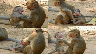 Oops Baby Monkey Brave To Hit Back To Little Monkey, Strange Baby Monkey Of Daisy Monkey