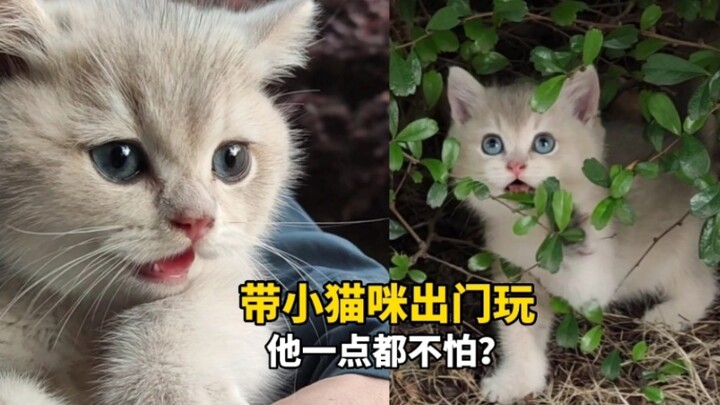 带小猫咪出门玩，他一点都不怕？
