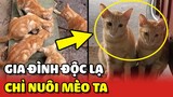Đại gia đình mèo của cô gái chỉ nuôi MÈO TA không thích MÈO TÂY 🥰 | Yêu Lu