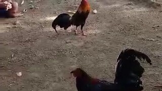 hennyvsylhatch