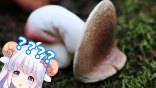 [Mutton slices] Even the mushrooms have breasts