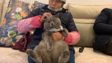 [Động vật] Đưa mèo 7.5kg về nhà ăn Tết, bà nội bảo mèo béo ghê~