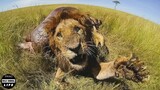 30 Scary Moments When Injured Lion And Painfully KILLED | Wild Animals