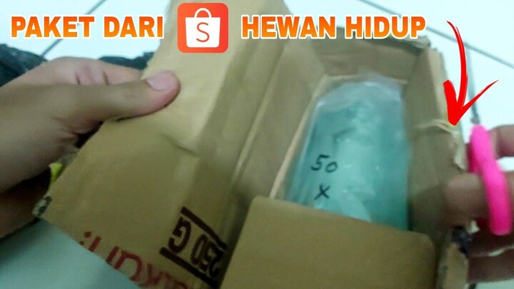 Unboxing paket hewan hidup dari shopee