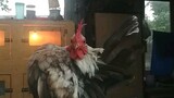 Ayam Sombong atau Biasa diSebut Ayam Serama
