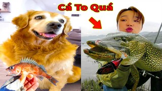 Thú Cưng TV | Gâu Đần và Bà Mẹ #61 | Chó Golden Gâu Đần thông minh vui nhộn | Pets cute smart dog
