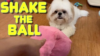 Shih tzu Learns How to Shake The Ball (Cute Dog Video)