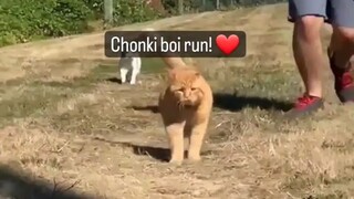 Video by Cute Pet Club (1)