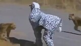2 guys costumes a zebra ended as prey hahaha