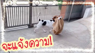 โลกของแสนดี ตอน แสนดื้อขี้ขโมย