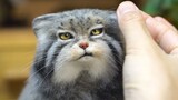 [Wol Felt] Tusuk manul dengan wol selamat malam selama empat detik