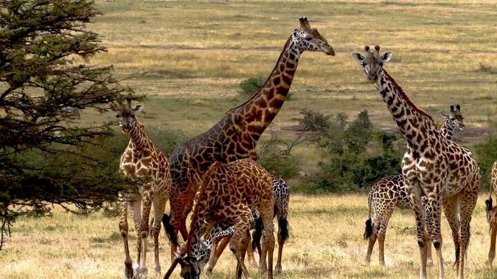 Embark on a journey of a lifetime to Kenya | Qatar Airways