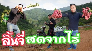 มาเก็บลิ้นจี่สดจากไร่เหนื่อยจุง