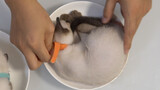 [Hewan]Membuat Kue Dengan Kucing Siamese