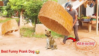 Wow!! Best Prank Dog Big Huge Handmade Basket Prank Dog