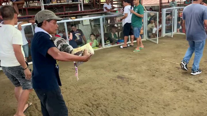 Talisay vs Dome- Dome win personal breeding💨💨 second fight.