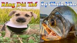 Dương KC | Bông Bé Bỏng Ham Ăn #11 | chó thông minh đáng yêu | funny cute smart dog pets Thú Cưng TV