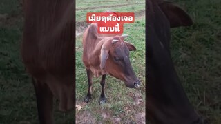 เมียดุต้องเจอแบบนี้! #funny #awesome #reels #คลิปตลก