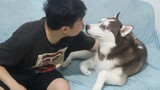 [Dogs] Reaction Of Border Collie And Husky When Getting Kissed