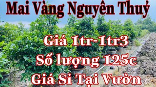 Mai vàng nguyên thủy chơi tết | 0985219367  Văn |   giao lưu lô mai vàng hàng chơi tết giá tại vườn