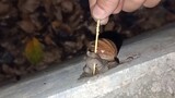 African snail is really scared of salt 3.0