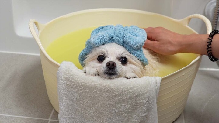 Come and admire the beautiful dog taking a bath peacefully