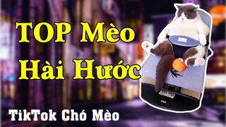 Những bé mèo dễ thương, siêu cute hài hước || Tik Tok Chó Mèo