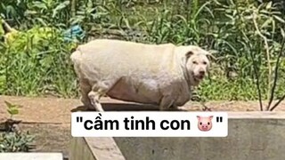 Này là con lợn chứ con chó gì nữa 🐧