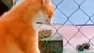 Kucing bukan sembarang kucing 🗿
